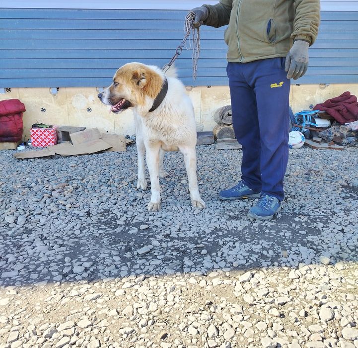 Собака Азиат Алабай