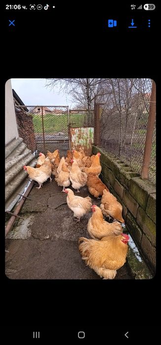 Продажба на яйца от жълт орпингтон