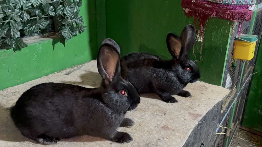 Doi masculi si două femele metiși de fluture german