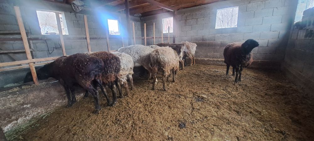 Кой токты бараны