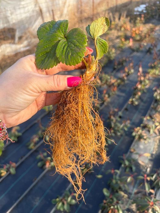 Capsuni remontate Albion Transport Gratuit  Bucuresti  ilfov