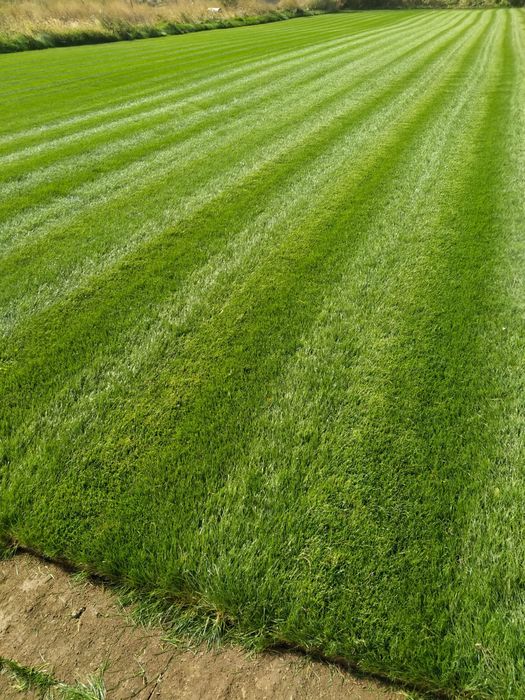 Газон рулонный и посевной