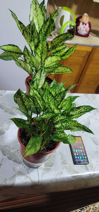 Цветы комнатные и уличные