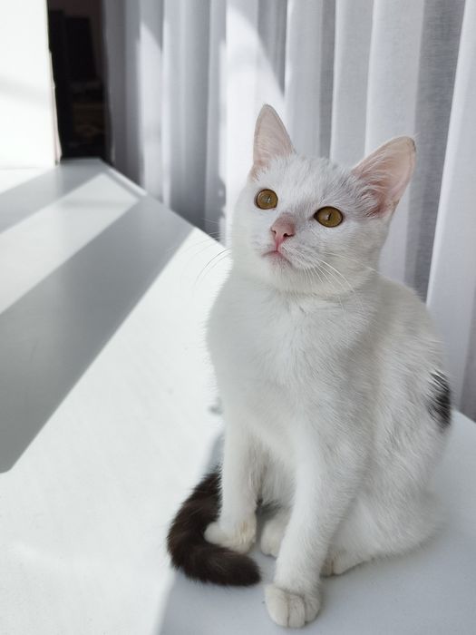 Отдам котёнка в добрые руки, девочка