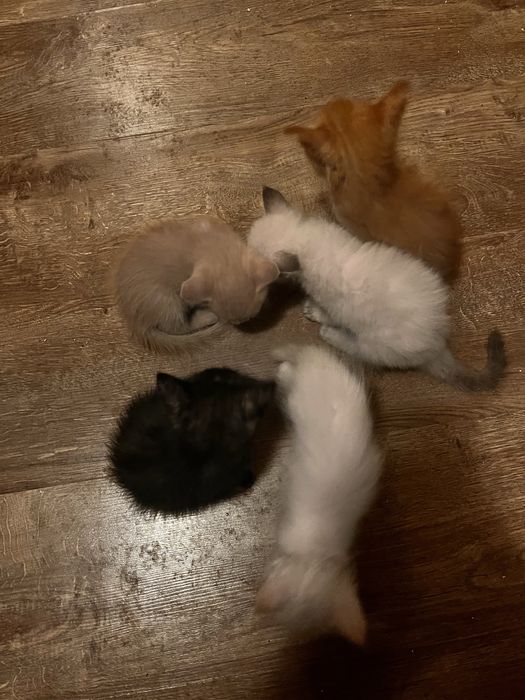 Отдам котят 1,5 месяца