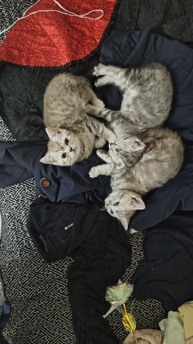 Продаются шотландские котята