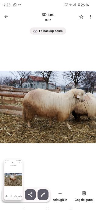 Berbec și noatin de vanzare