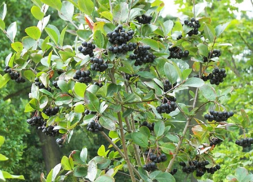 Arbuști Fructiferi ARONIA