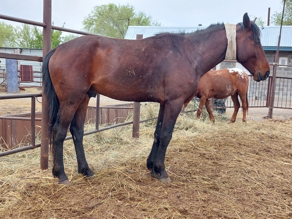 Дөнен  4 (төртте)