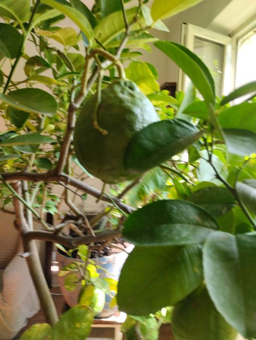 Плодоносящий лимон