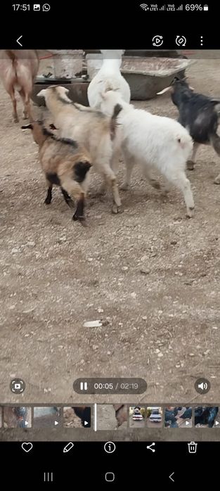 Парода ешкілер сатылады