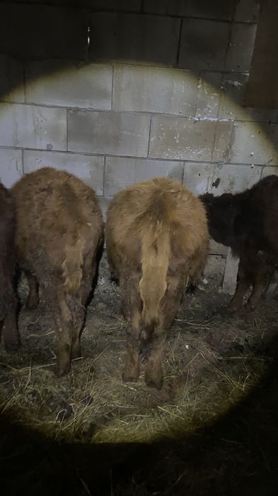 Продам телят оптом