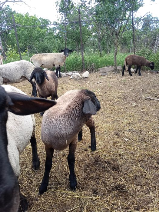 Vând  oi suffolk și metis