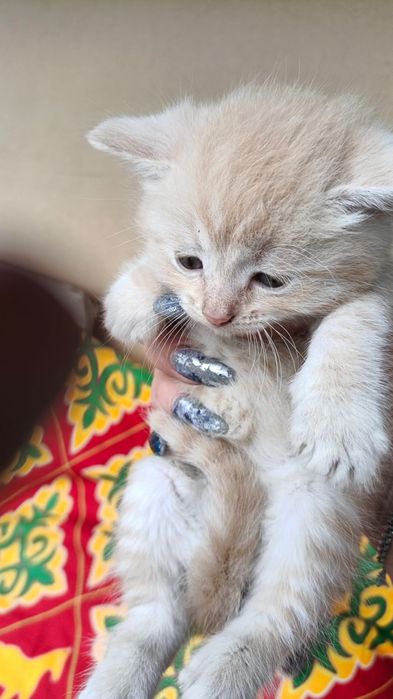 Котята даром .животные