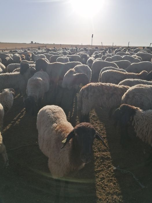 Oii carabașe de vânzare tinere la primul miel și la al doilea miel și la al treilea 100 de bucăți prețul este fix 1000 de lei una peste alta