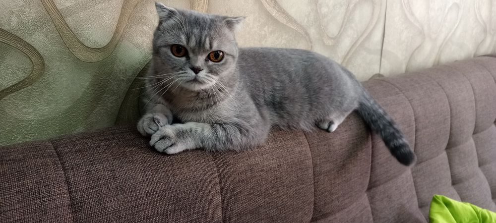 Скоттиш фолд кошка