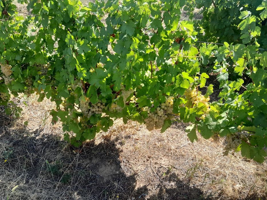 Vindem struguri  de vin