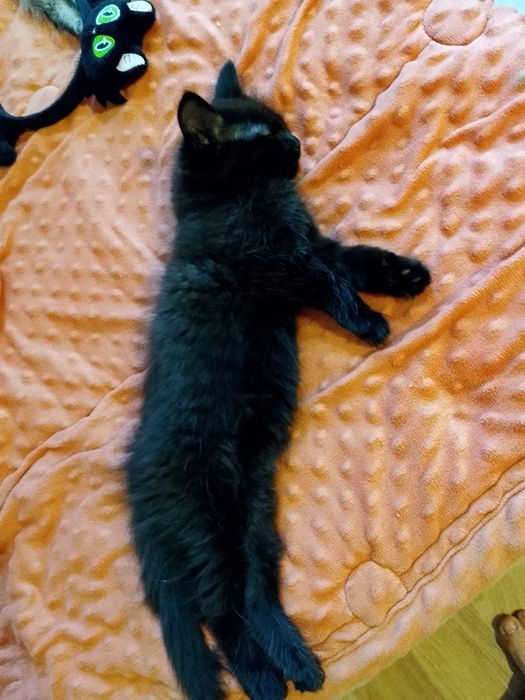 Котята здаю бесплатно