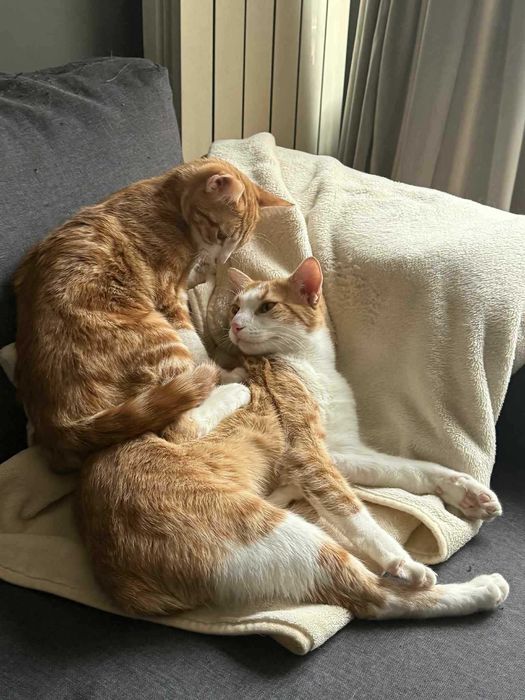 Женско Коте Родено на 01.07