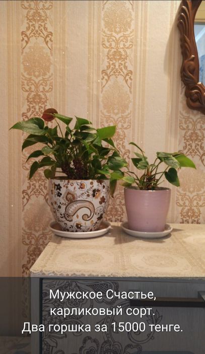 Антуриум и Спатифиллум продам. Алматы