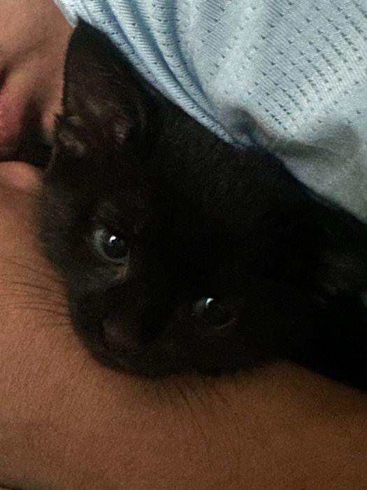 Отдам котят бесплатно