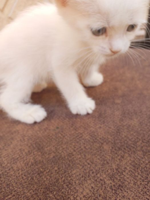 Котята на продажу