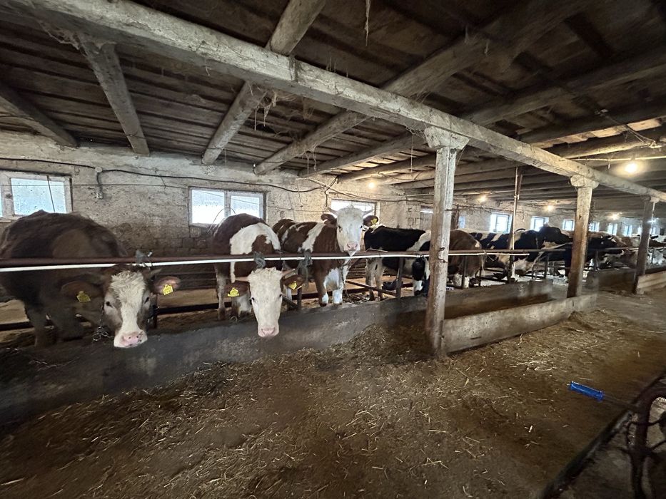 Vand vitele si un tauras