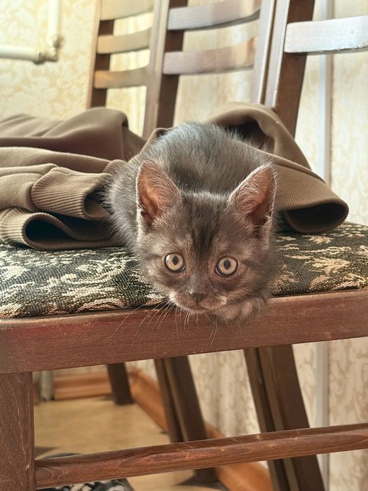 Котенок , примерно 2-2.5 месяца