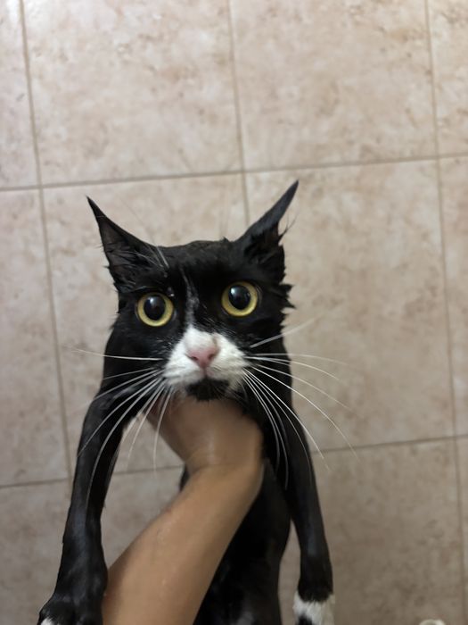 Ищем дом для котосьти