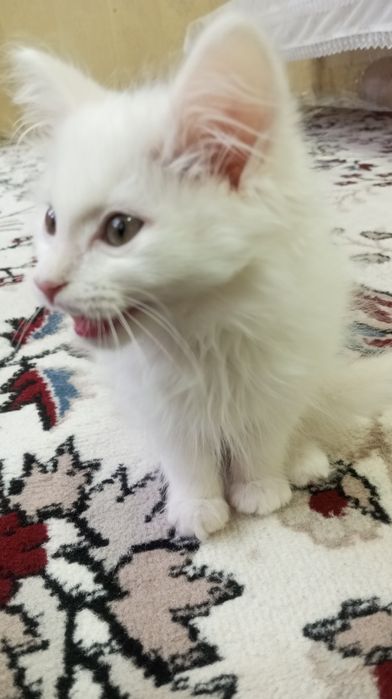Кот белый 2,5 месяца