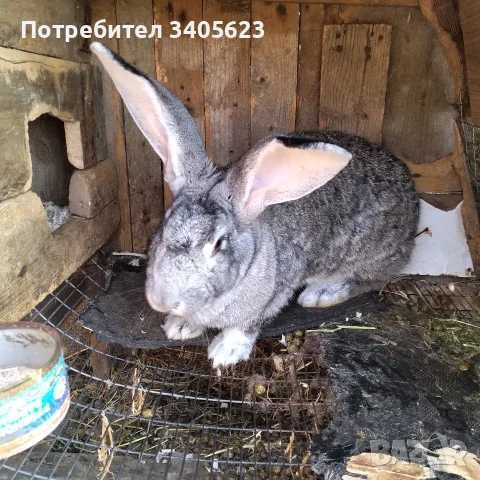 мъжки зайци великани