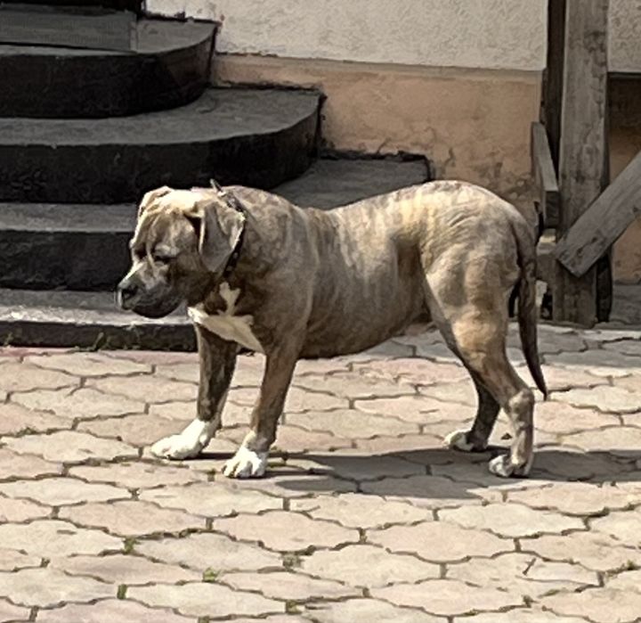 Стаффорд 7 месяцев, кобель, мощный.