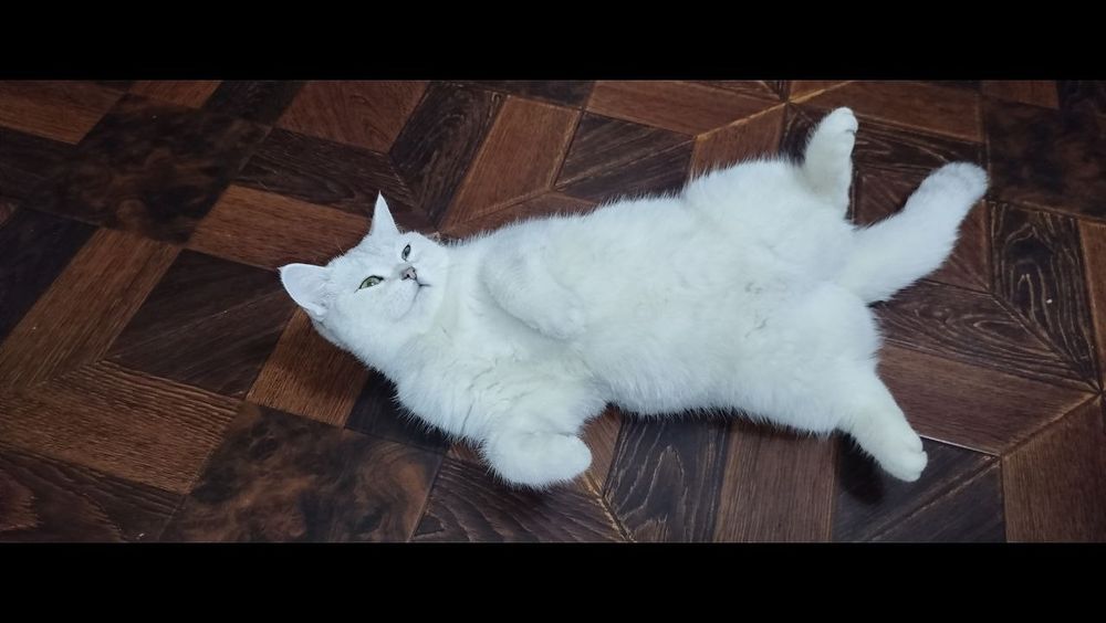 Шотландская серебристая шиншила договорная