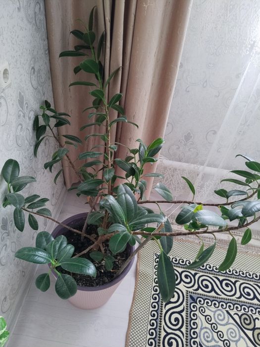 Продам срочно цветы комнатные