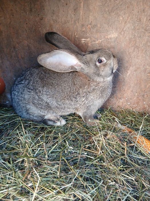 Iepuri iepuroaice urias german