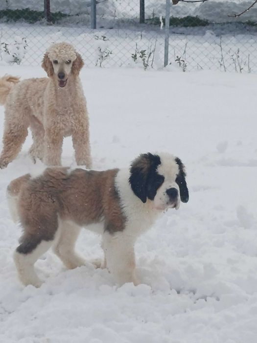 Санбернар XXL женски