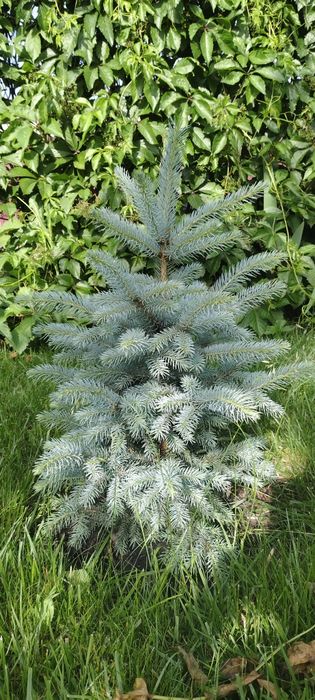 Голубая ель  колючей Picea pungens Clauca