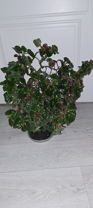 Реально большие цветы