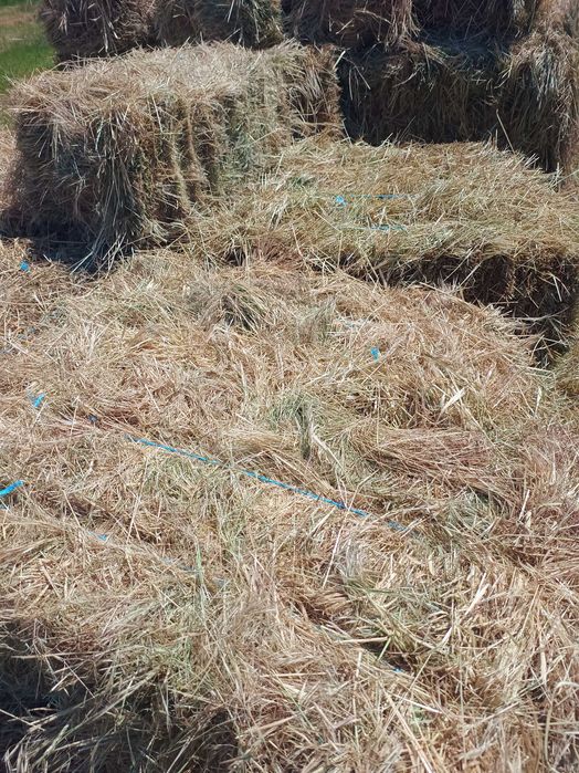 Vând fân de iarbă cu 20% lucernă - baloți dreptunghiulari