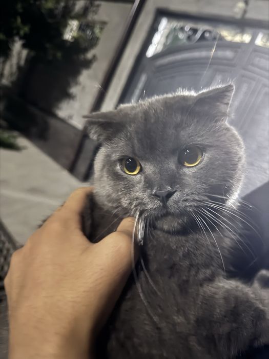 Вязка!! Нужна кошка