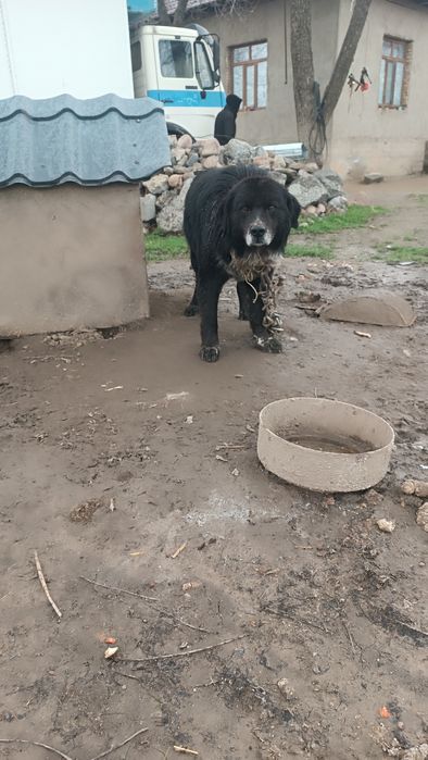 тегын берем. 4жаста