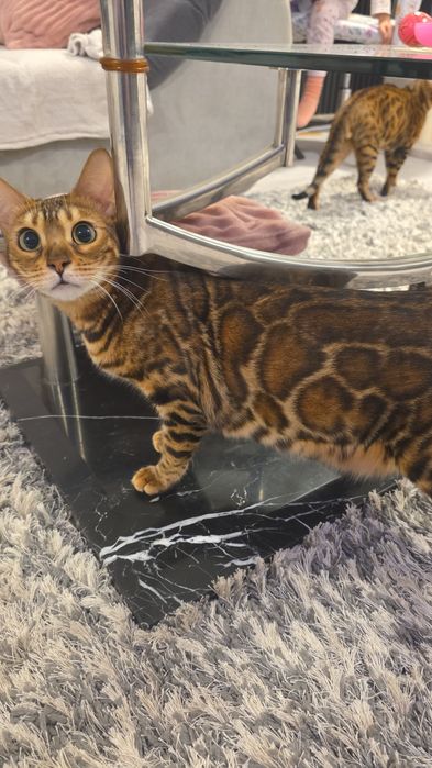 Pui de pisică rasa Bengal- leoparzi in miniatură din părințicupedigree