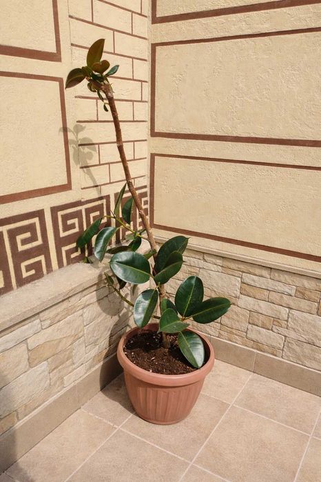 Фикус комнатное растение