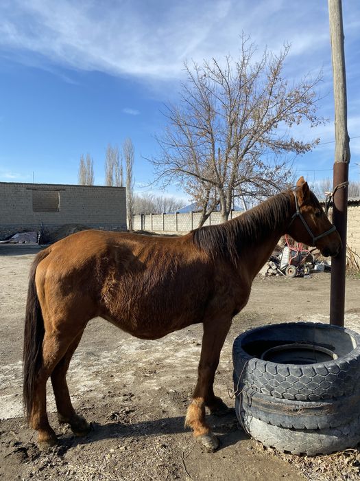 Буаз бие сауын г