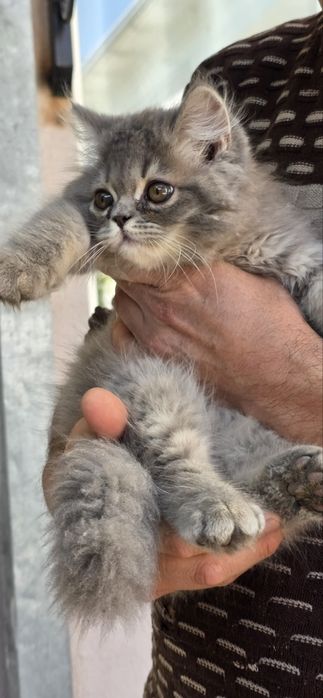 Очаровательный пушистый котенок Британский (девочка)