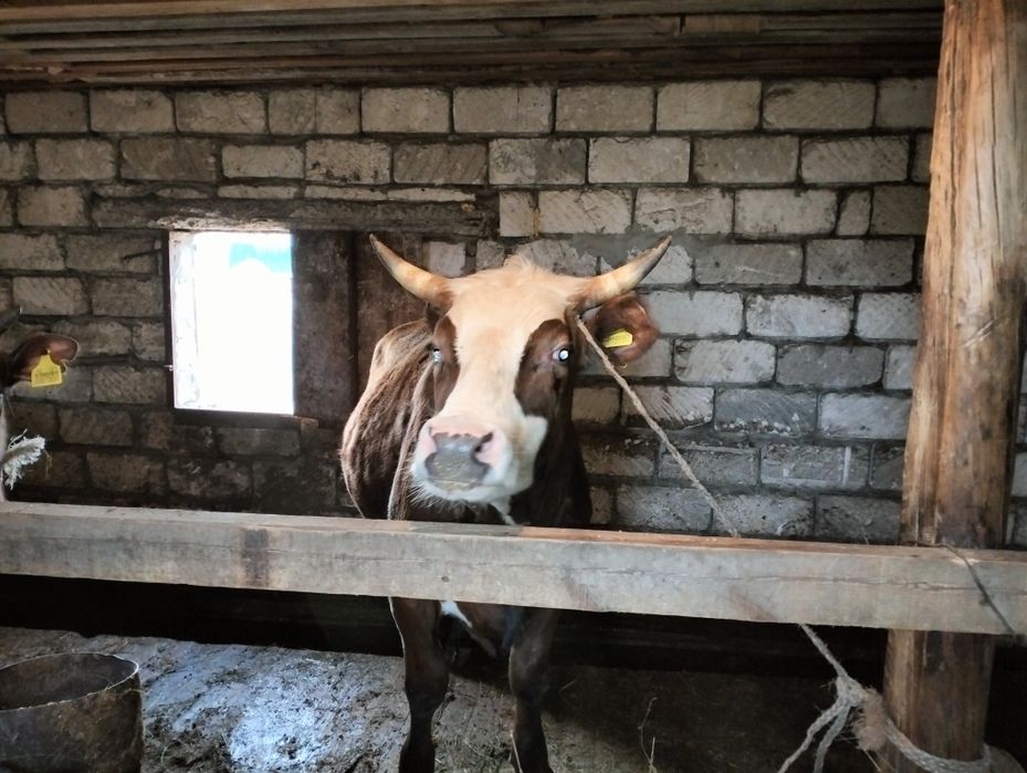 Өгіз сатылады  бұқа емес келтірілген