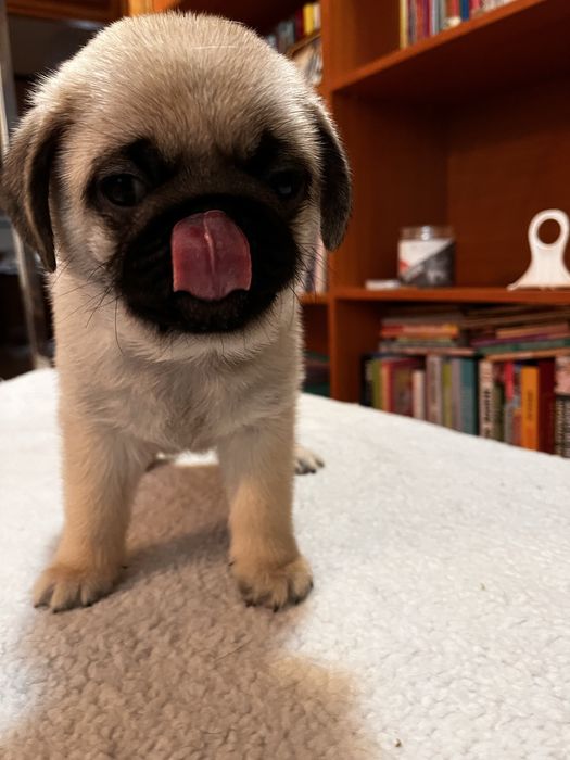 Pui pug cu pedigree FCI
