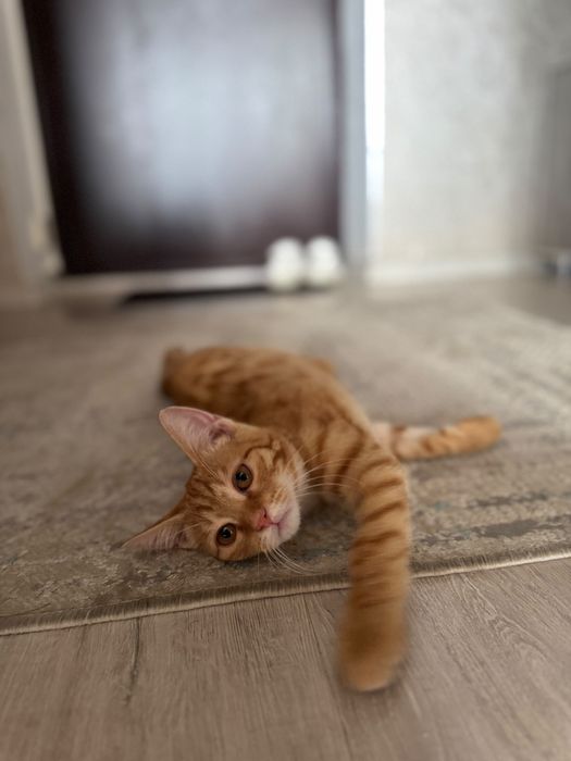 Котенок в поиске дома