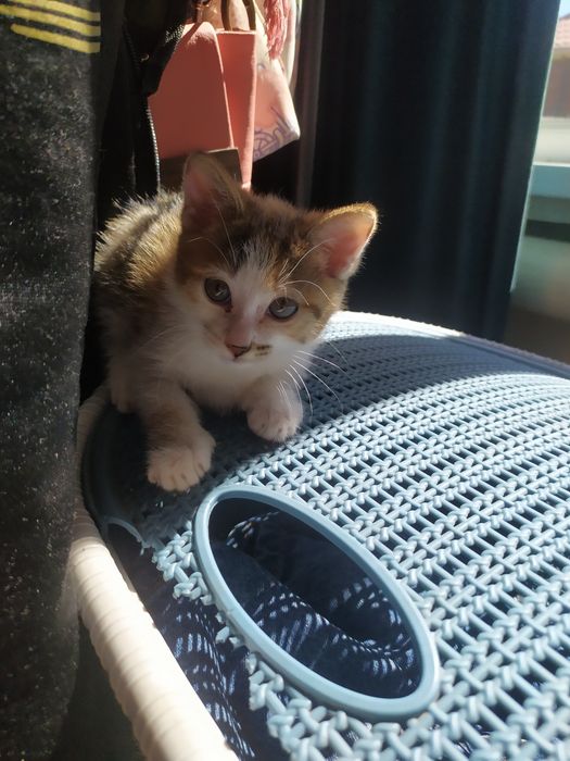 Отдам котенка в добрые руки