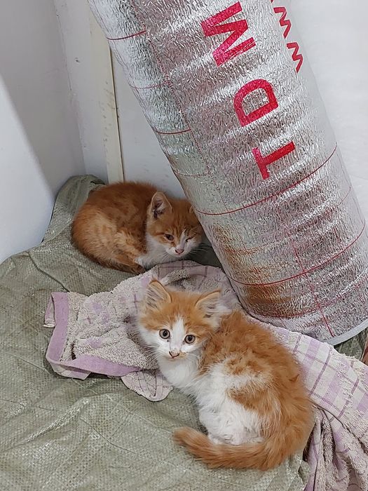 Отдам котят в добрые руки